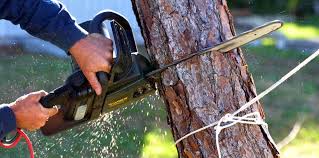 Reliable Wyanet, IL Tree Removal and Landscaping Services Solutions